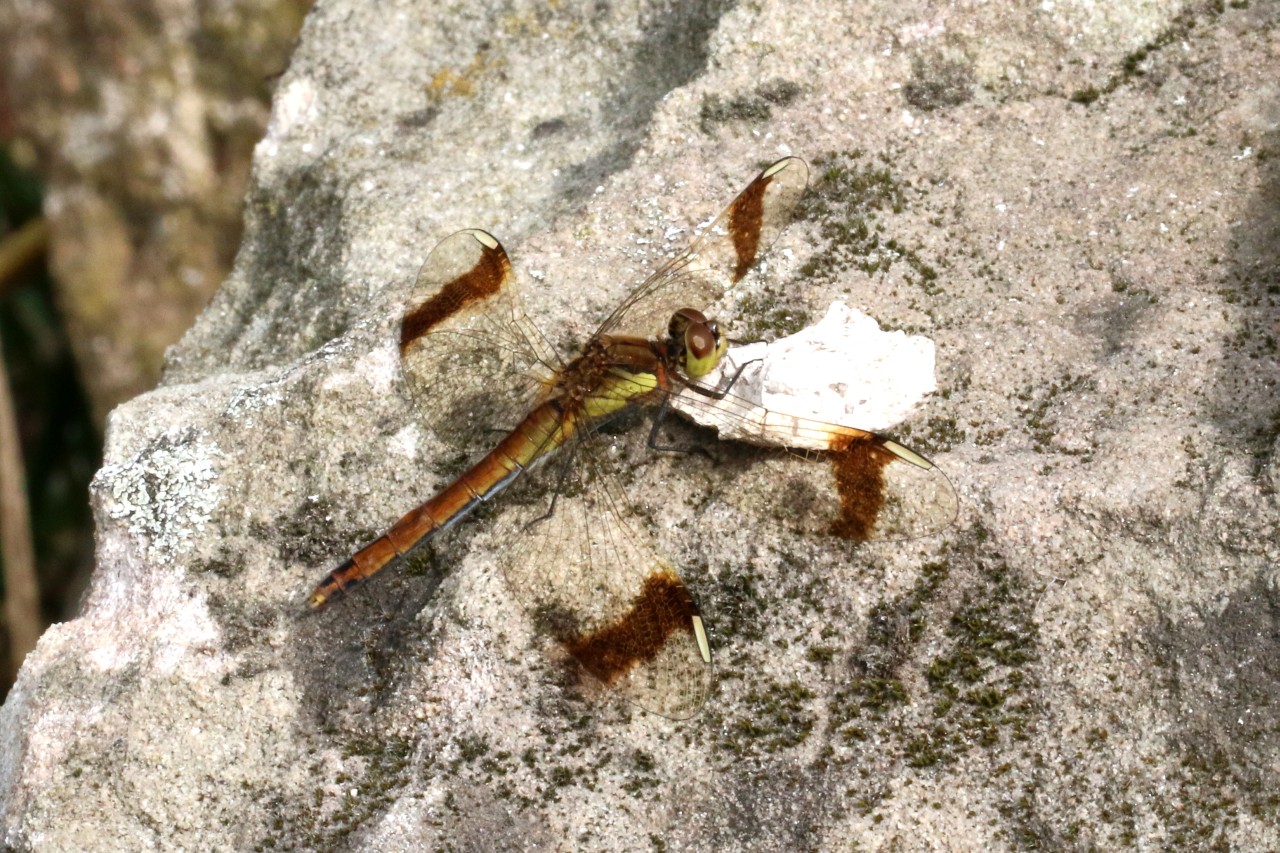 Sympetrum pedemontanum (O.F. Müller in Allioni, 1766) - Sympétrum du Piémont (femelle)