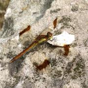 Sympetrum pedemontanum (O.F. Müller in Allioni, 1766) - Sympétrum du Piémont (femelle)