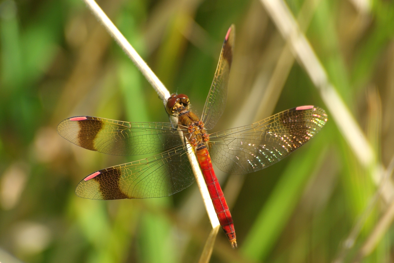 Sympetrum pedemontanum (O.F. Müller in Allioni, 1766) - Sympétrum du Piémont (mâle)