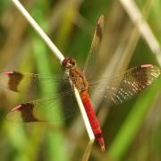 Sympetrum pedemontanum (O.F. Müller in Allioni, 1766) - Sympétrum du Piémont (mâle)