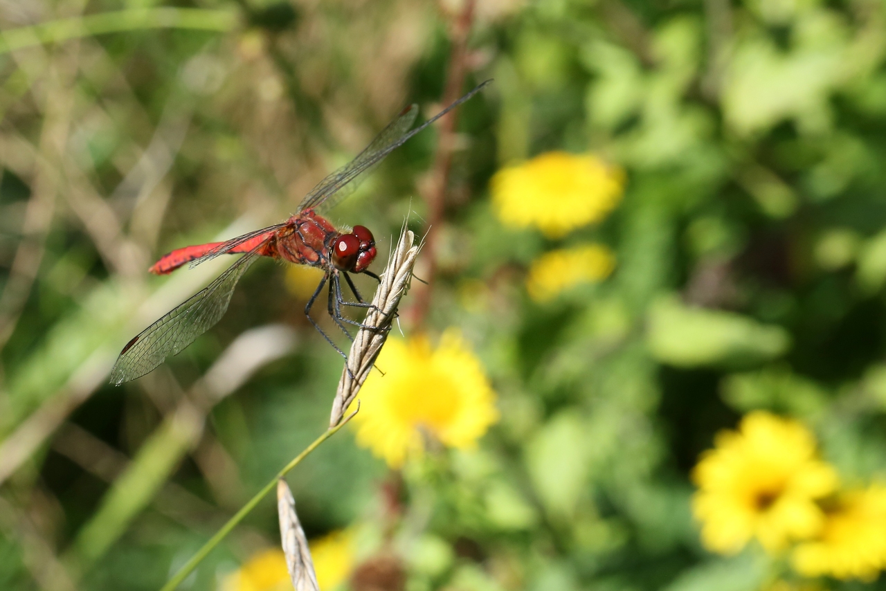 Sympetrum sanguineum (O.F. Müller, 1764) - Sympétrum sanguin, Sympétrum rouge sang