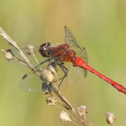 Sympetrum sanguineum (O.F. Müller, 1764) - Sympétrum sanguin, Sympétrum rouge sang