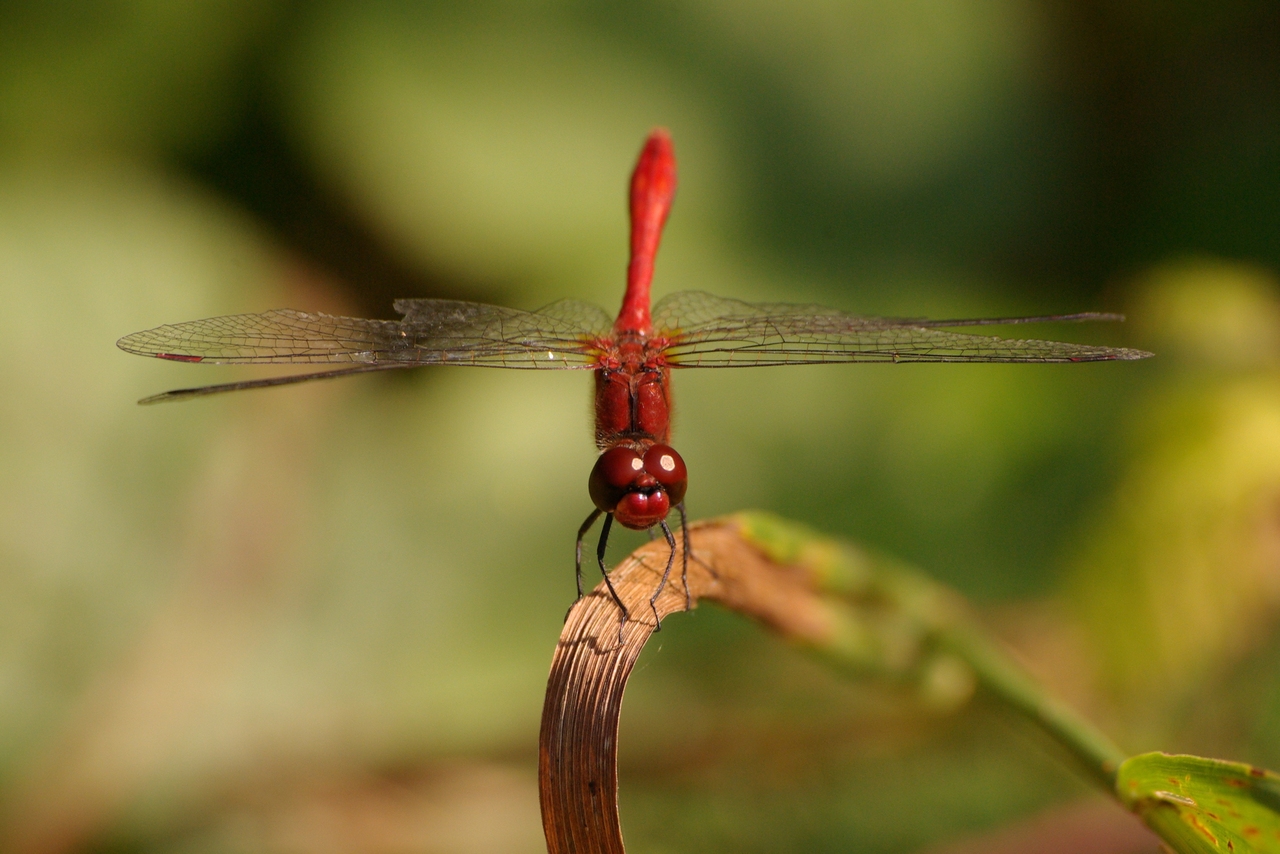 Sympetrum sanguineum (O.F. Müller, 1764) - Sympétrum sanguin, Sympétrum rouge sang