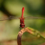 Sympetrum sanguineum (O.F. Müller, 1764) - Sympétrum sanguin, Sympétrum rouge sang