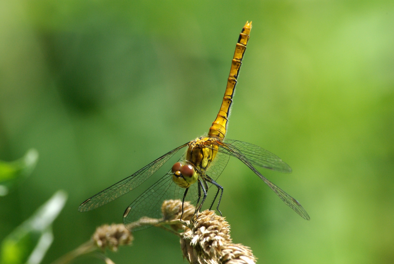 Sympetrum sanguineum - Sympétrum sanguin, Sympétrum rouge sang (femelle)