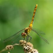 Sympetrum sanguineum - Sympétrum sanguin, Sympétrum rouge sang (femelle)