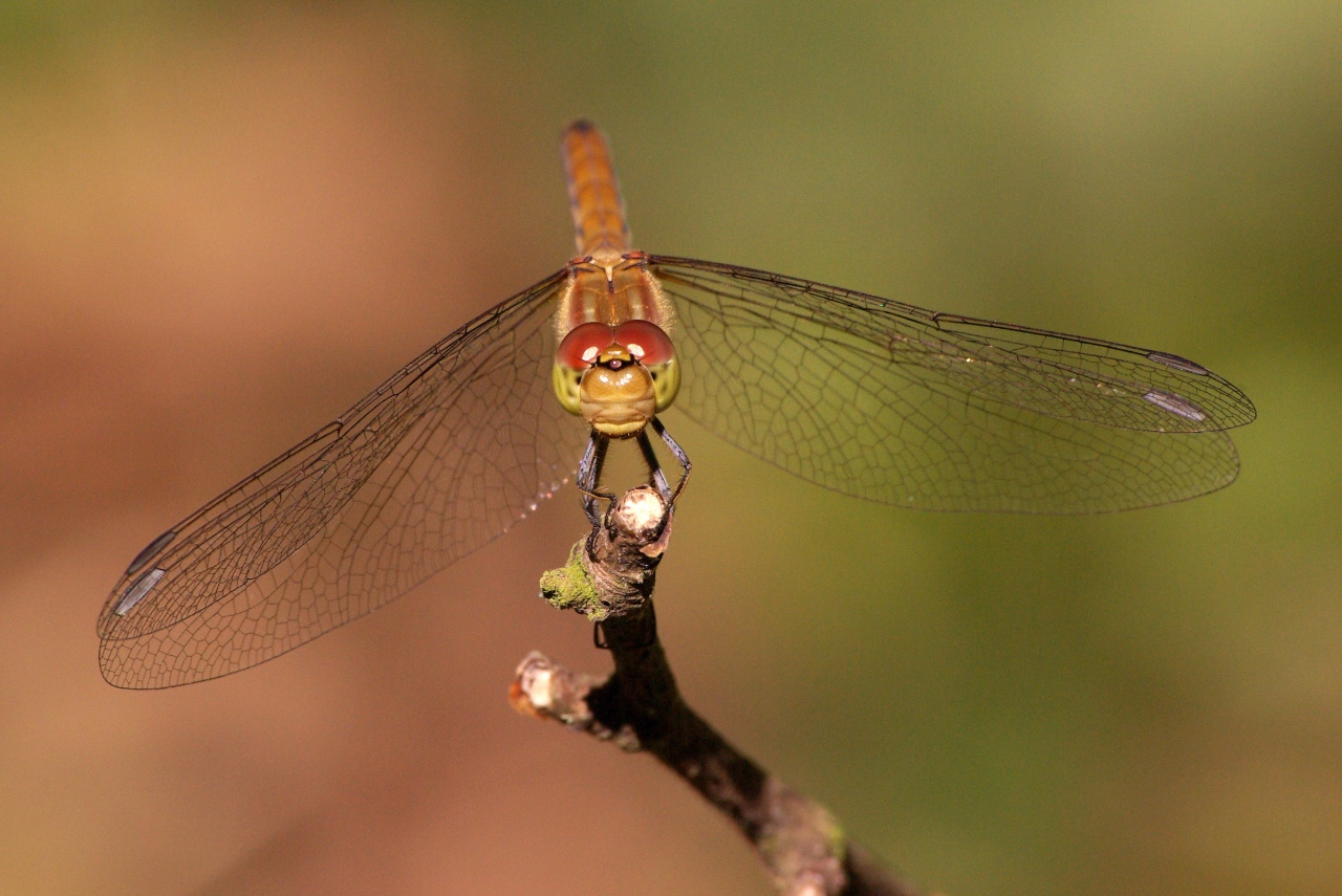 Sympetrum striolatum (Charpentier, 1840) - Sympétrum fascié (femelle)