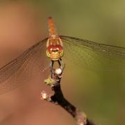 Sympetrum striolatum (Charpentier, 1840) - Sympétrum fascié (femelle)