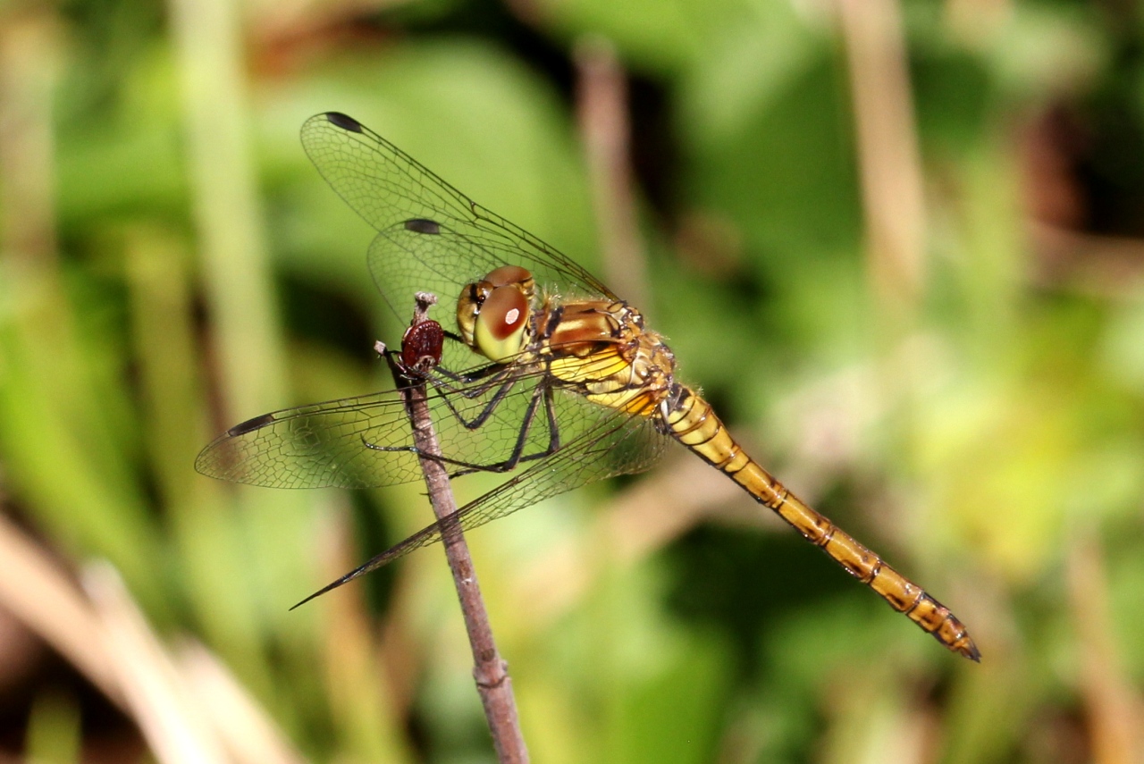 Sympetrum striolatum - Sympétrum fascié (femelle immature ayant capturé une tique)