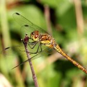 Sympetrum striolatum - Sympétrum fascié (femelle immature ayant capturé une tique)