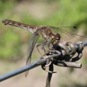 Sympetrum striolatum (Charpentier, 1840) - Sympétrum fascié (femelle)