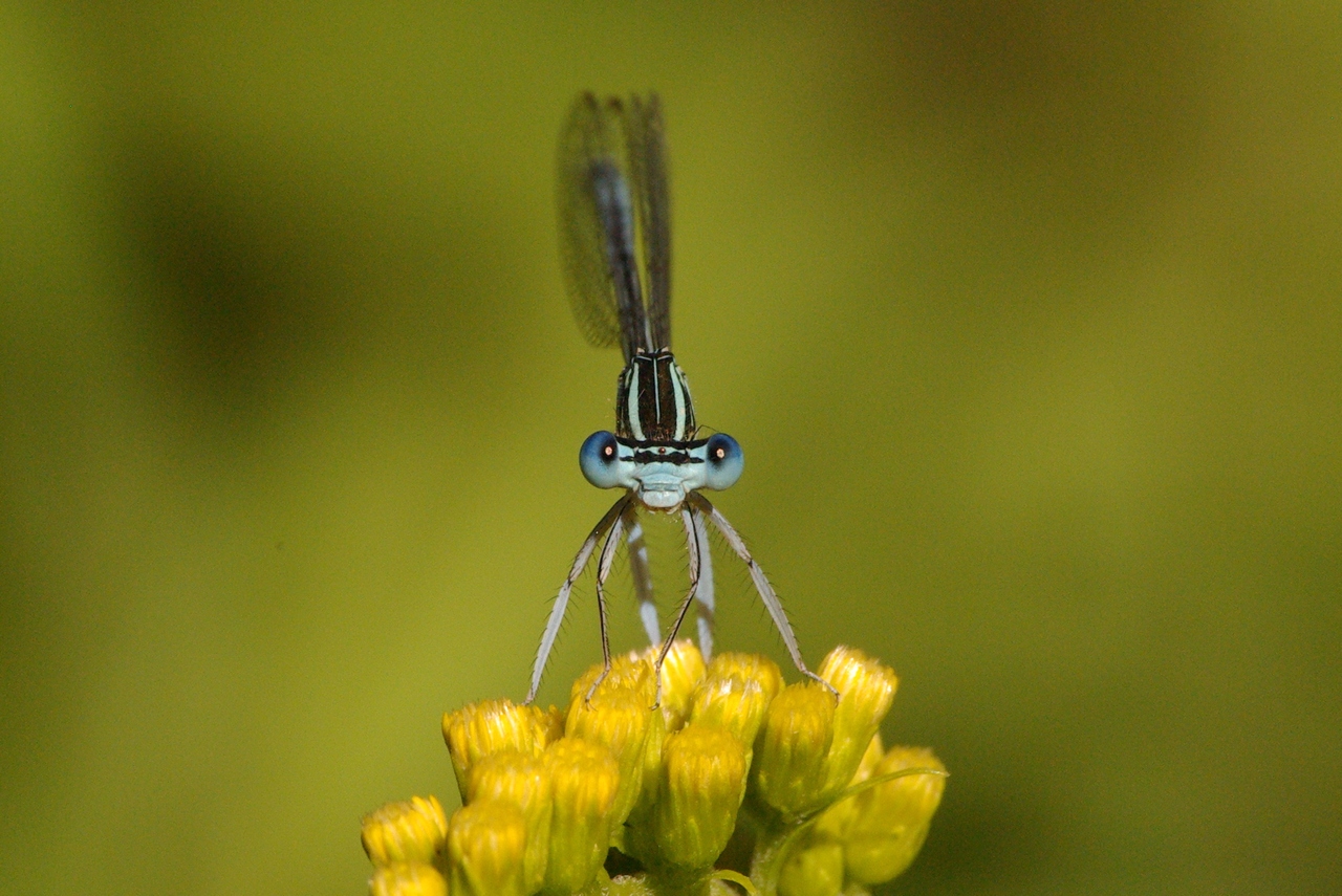 Platycnemis pennipes (Pallas, 1771) - Agrion à larges pattes