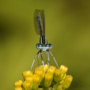 Platycnemis pennipes (Pallas, 1771) - Agrion à larges pattes