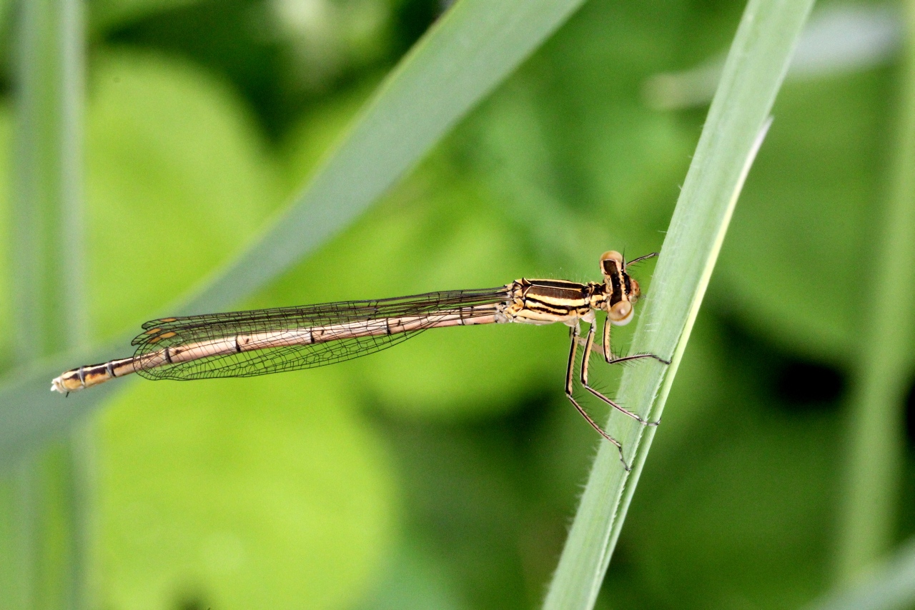 Platycnemis pennipes (Pallas, 1771) - Agrion à larges pattes