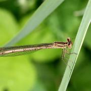 Platycnemis pennipes (Pallas, 1771) - Agrion à larges pattes