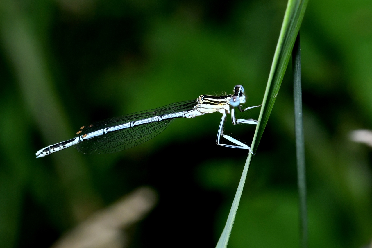 Platycnemis pennipes (Pallas, 1771) - Agrion à larges pattes (mâle)