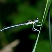 Platycnemis pennipes (Pallas, 1771) - Agrion à larges pattes (mâle)