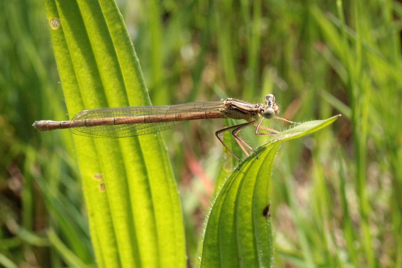 Platycnemis pennipes (Pallas, 1771) - Agrion à larges pattes (femelle)