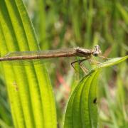 Platycnemis pennipes (Pallas, 1771) - Agrion à larges pattes (femelle)