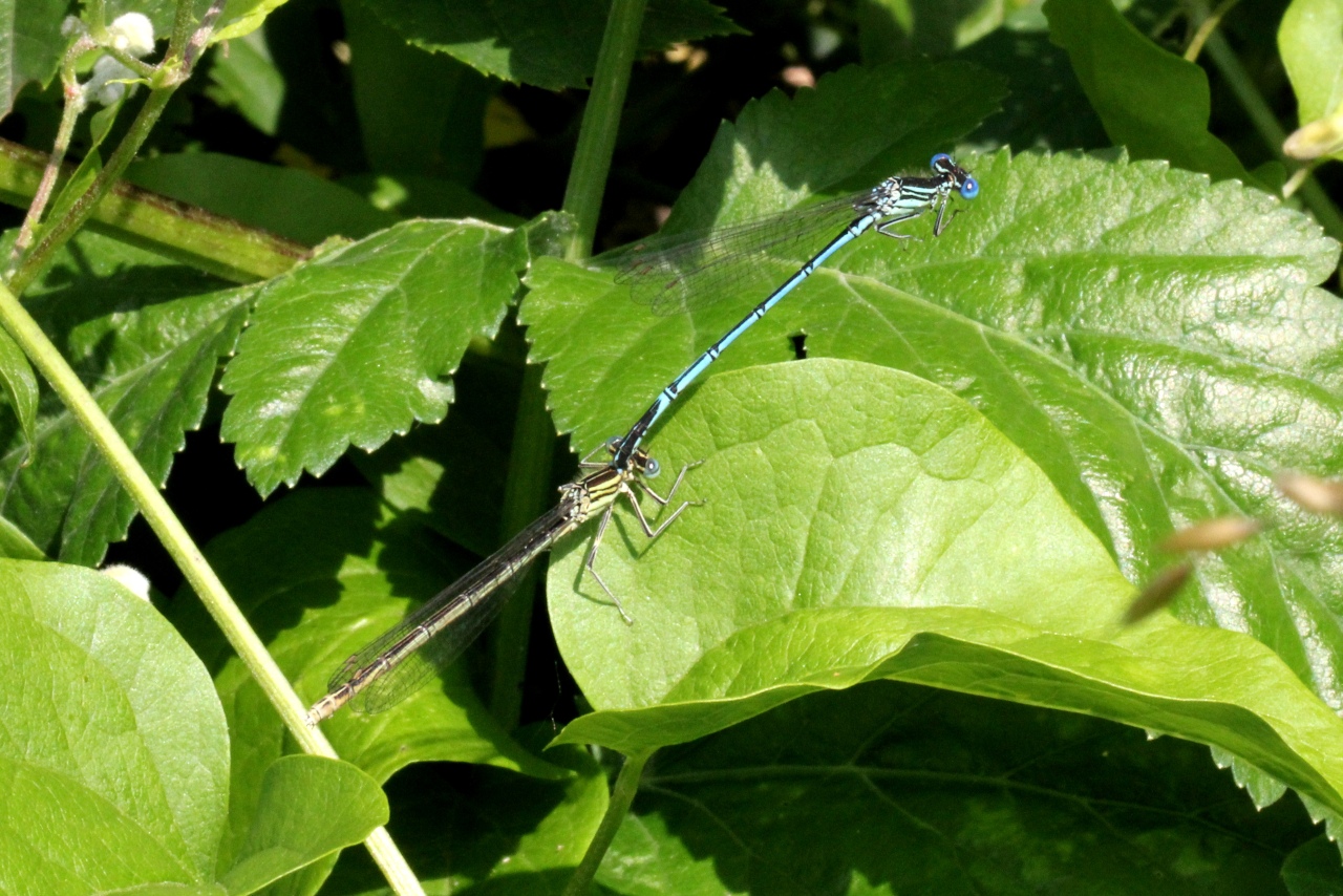 Platycnemis pennipes (Pallas, 1771) - Agrion à larges pattes