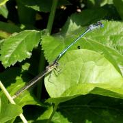 Platycnemis pennipes (Pallas, 1771) - Agrion à larges pattes