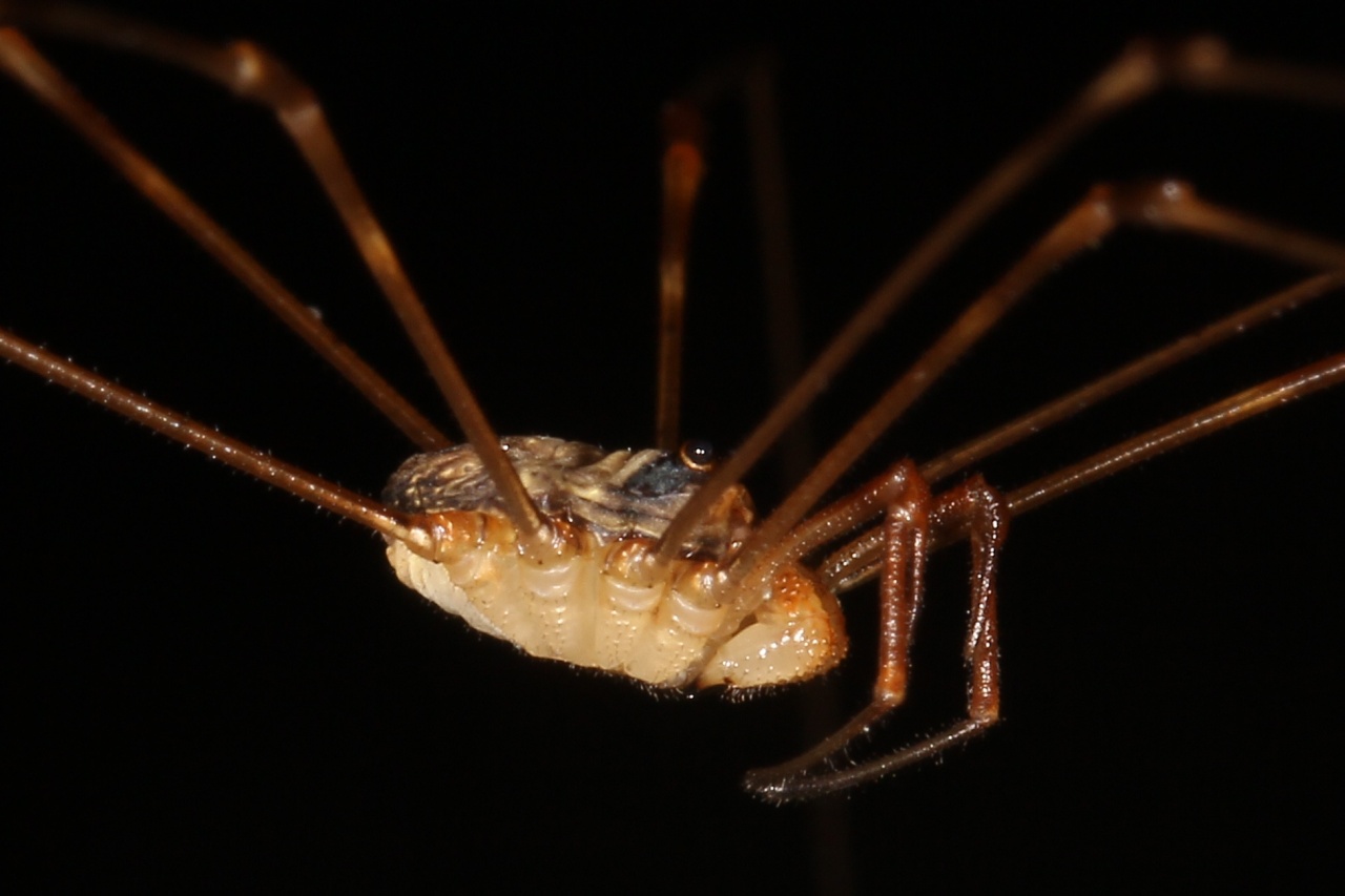 Dicranopalpus ramosus (Simon, 1909) 