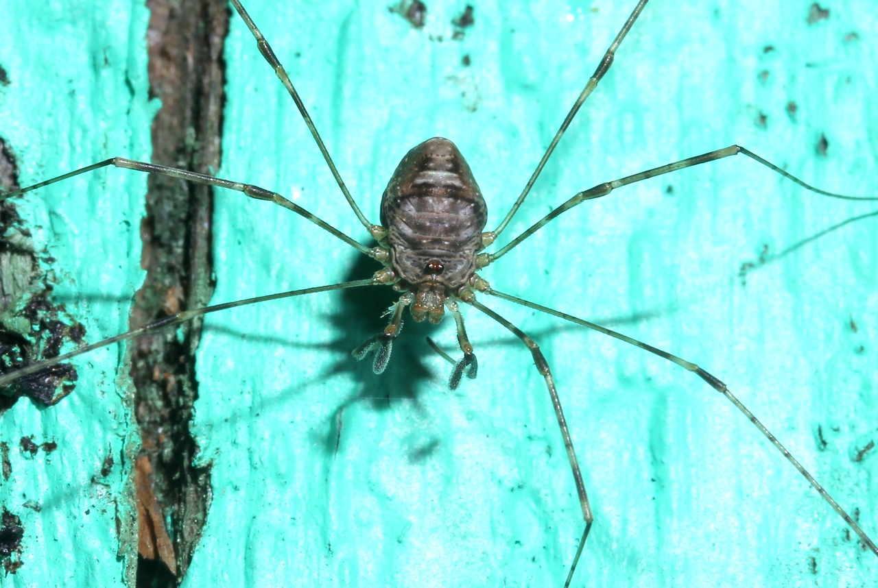 Dicranopalpus ramosus (Simon, 1909) (femelle)