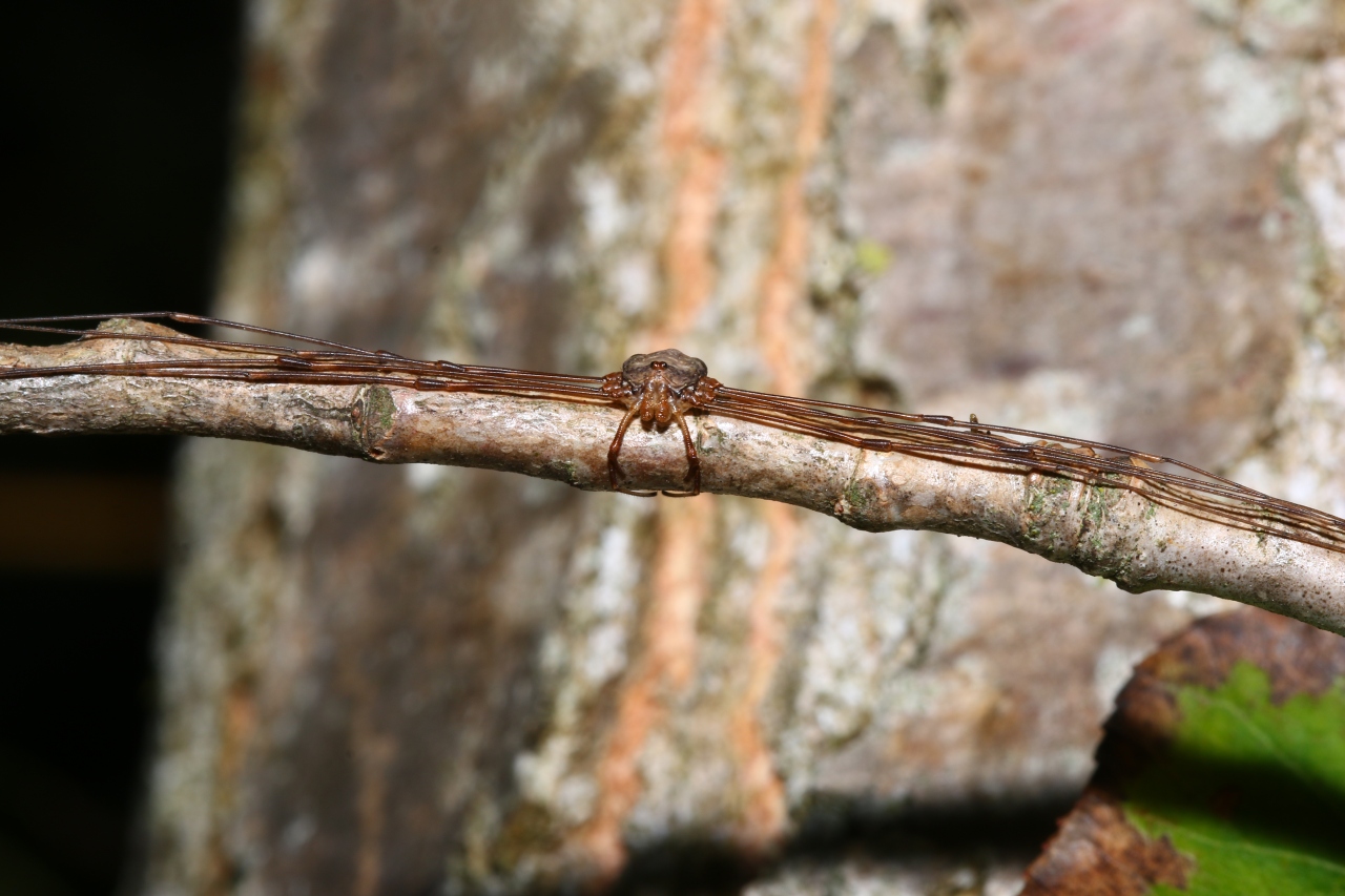 Dicranopalpus ramosus (Simon, 1909) (femelle)