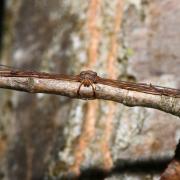 Dicranopalpus ramosus (Simon, 1909) (femelle)