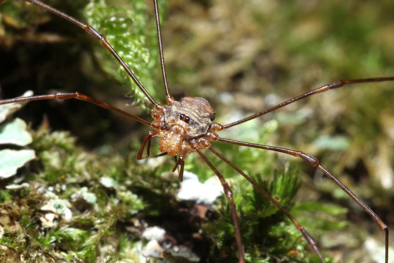 Dicranopalpus ramosus (Simon, 1909) (mâle)