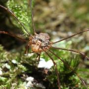 Dicranopalpus ramosus (Simon, 1909) (mâle)