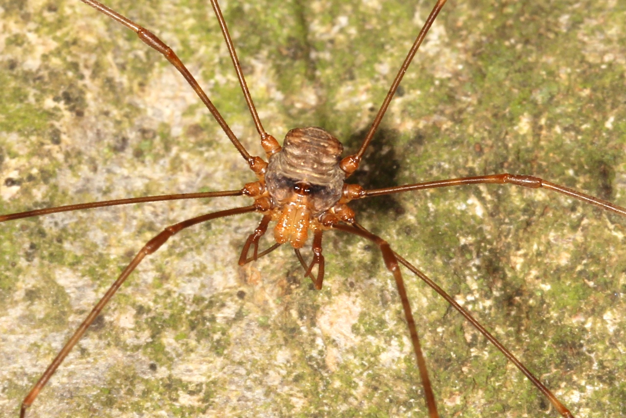 Dicranoplapus ramosus (Simon, 1909) (mâle)