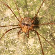 Dicranoplapus ramosus (Simon, 1909) (mâle)