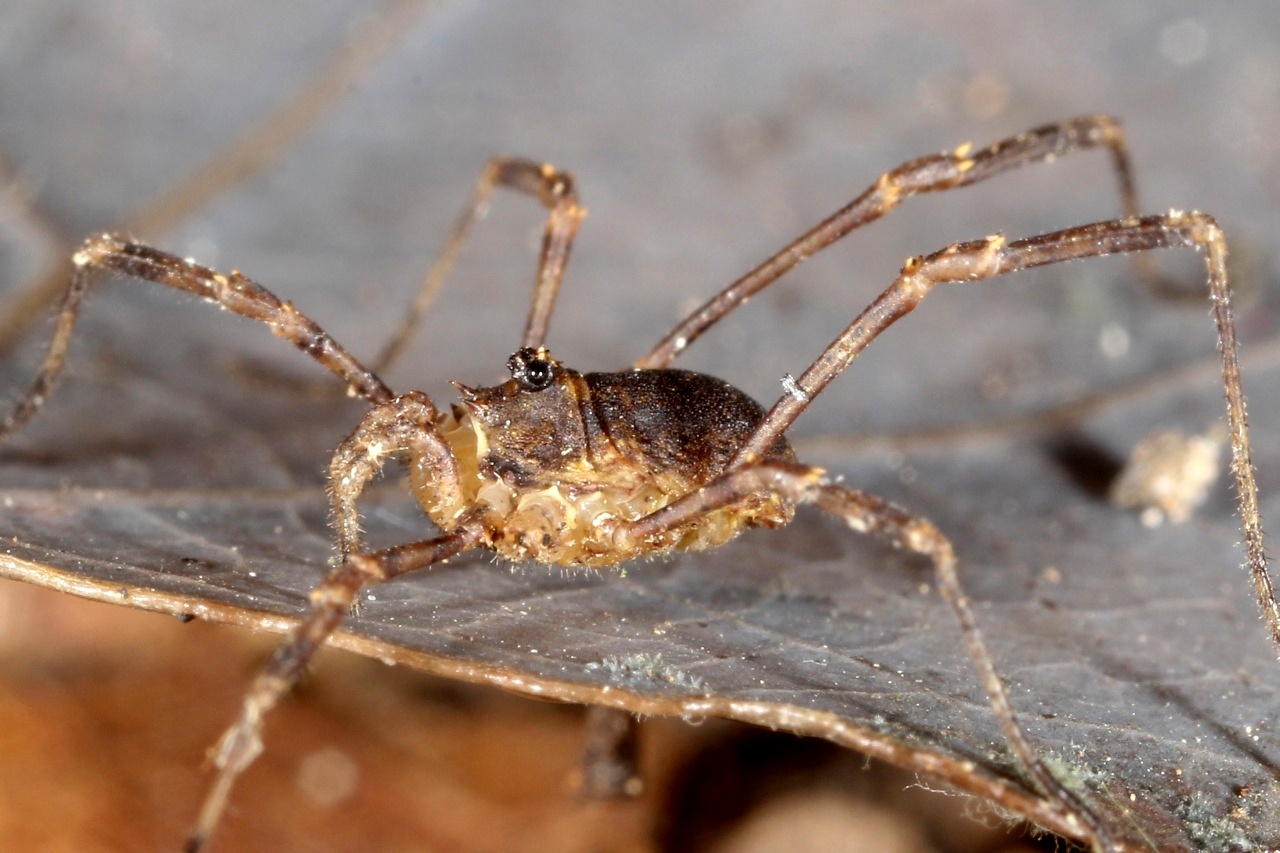 Lophopilio palpinalis (Herbst, 1799)