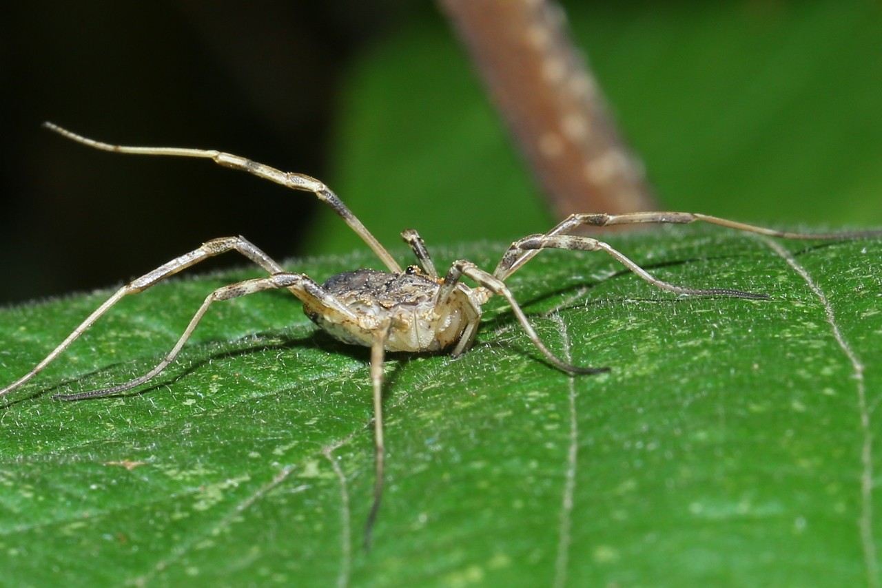 Odiellus spinosus (Bosc, 1792) - Faucheux épineux