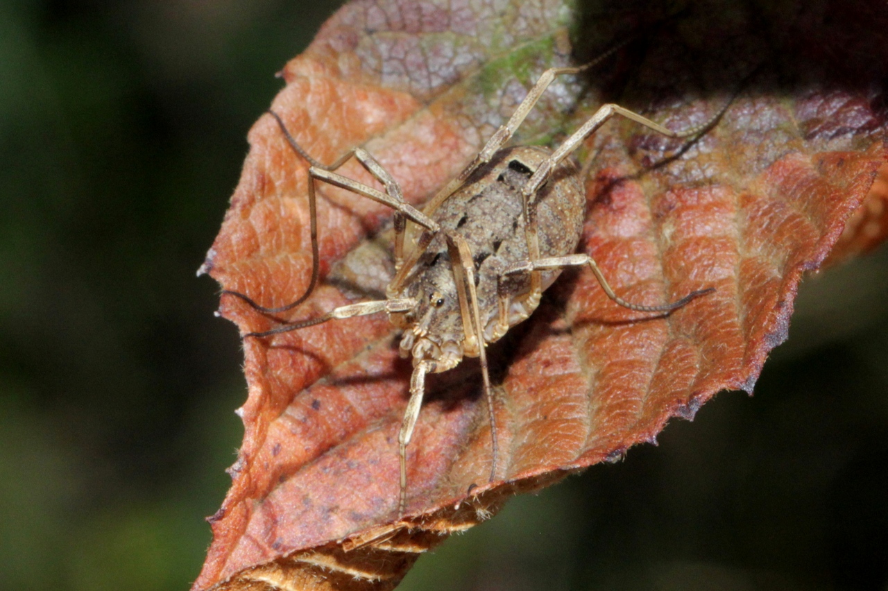 Odiellus spinosus (Bosc, 1792) - Faucheux épineux