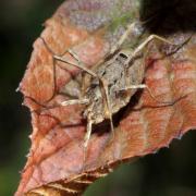 Odiellus spinosus (Bosc, 1792) - Faucheux épineux