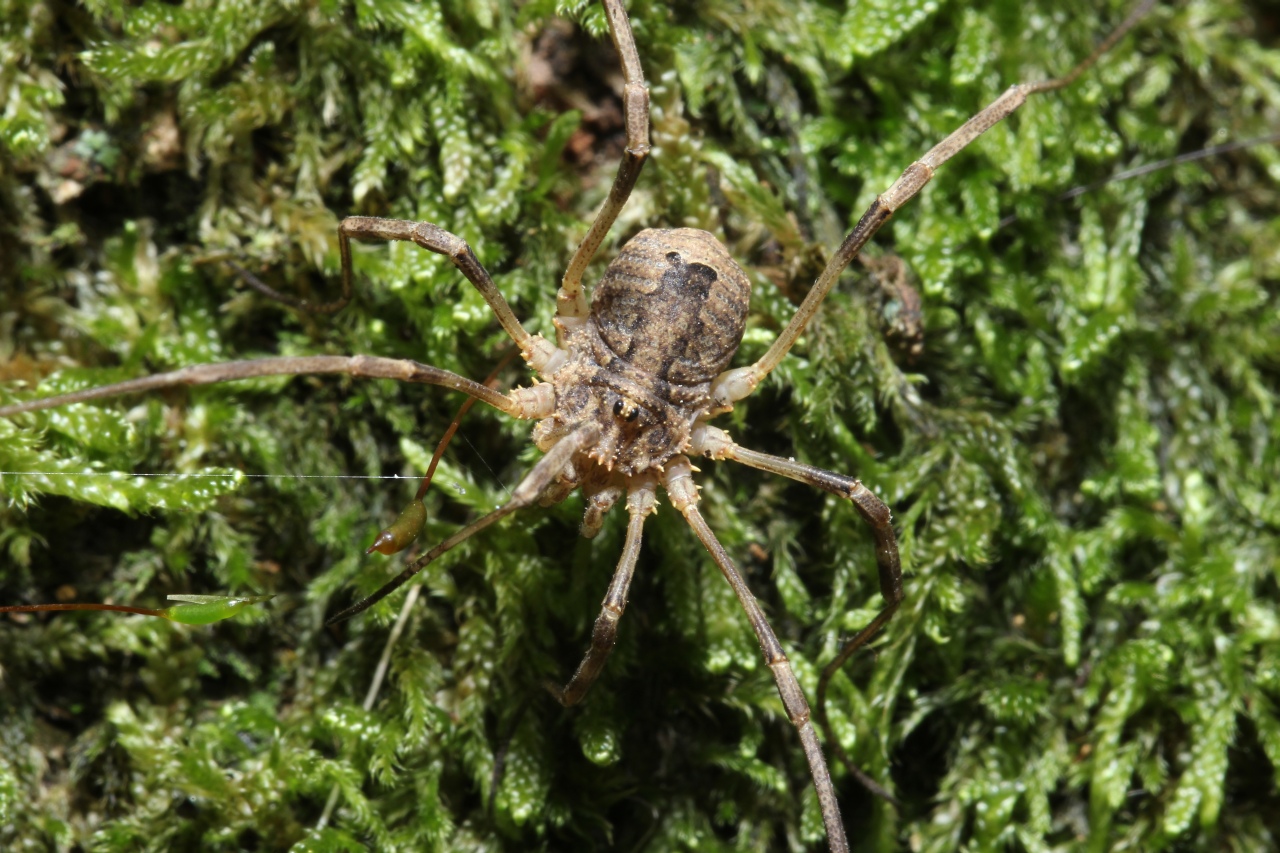 Odiellus spinosus (Bosc, 1792) - Faucheux épineux