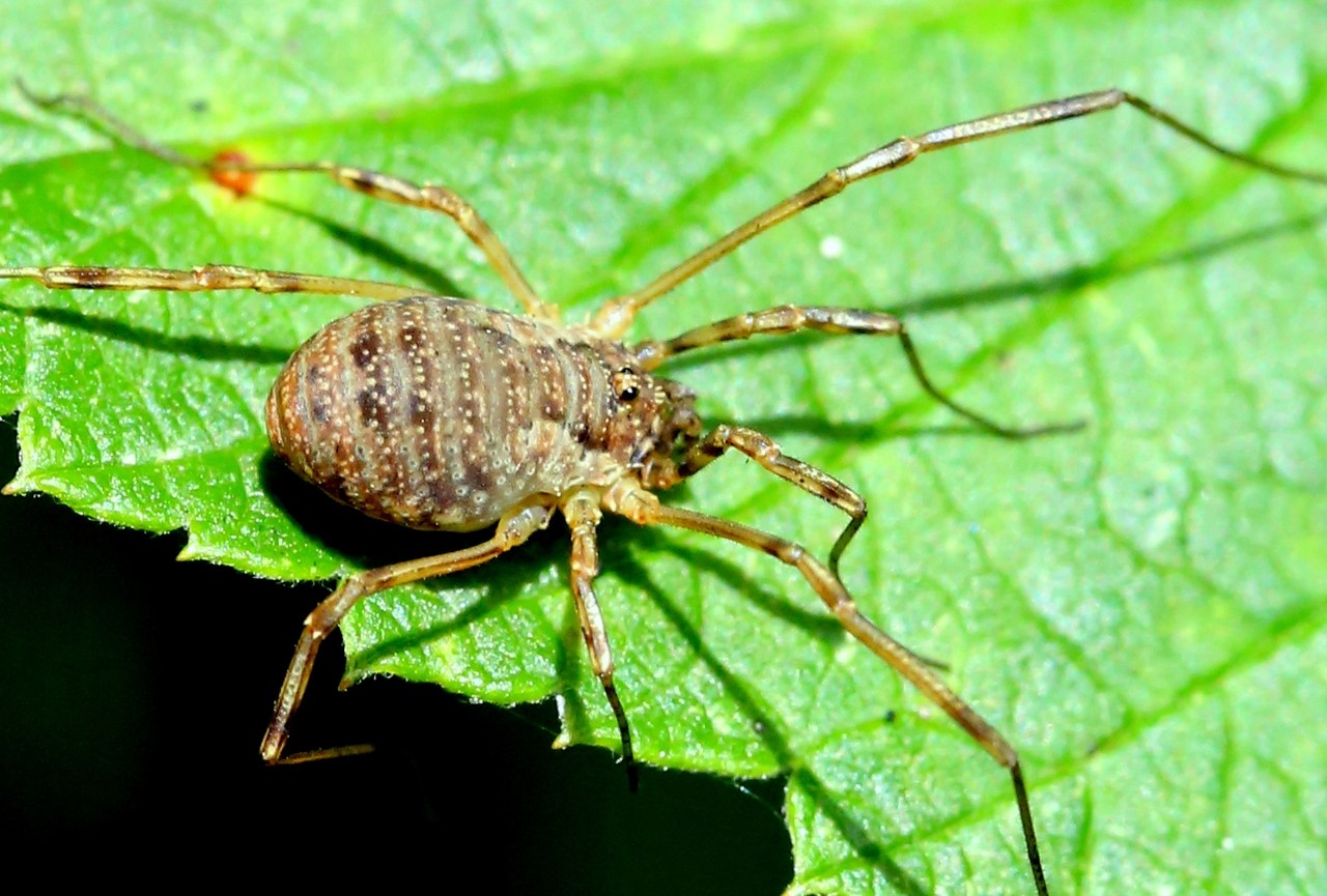 Oligolophus tridens (C.L. Koch, 1836) (femelle)