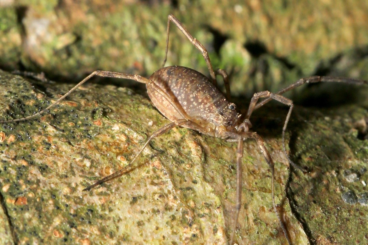 Oligolophus tridens (C.L. Koch, 1836) (femelle)