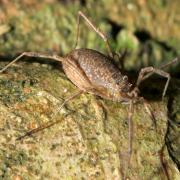 Oligolophus tridens (C.L. Koch, 1836) (femelle)