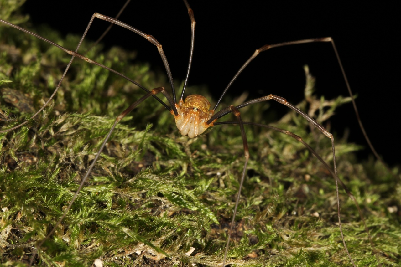 Opilio canestrinii (Thorell, 1876) (mâle)