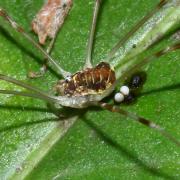 Opilio canestrinii (Thorell, 1876) (femelle et ponte)