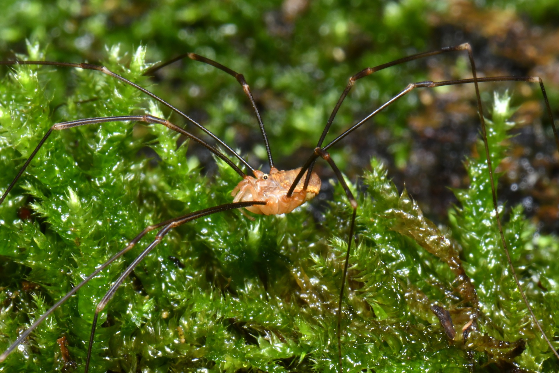  Opilio canestrinii (Thorell, 1876) (mâle)