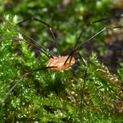  Opilio canestrinii (Thorell, 1876) (mâle)