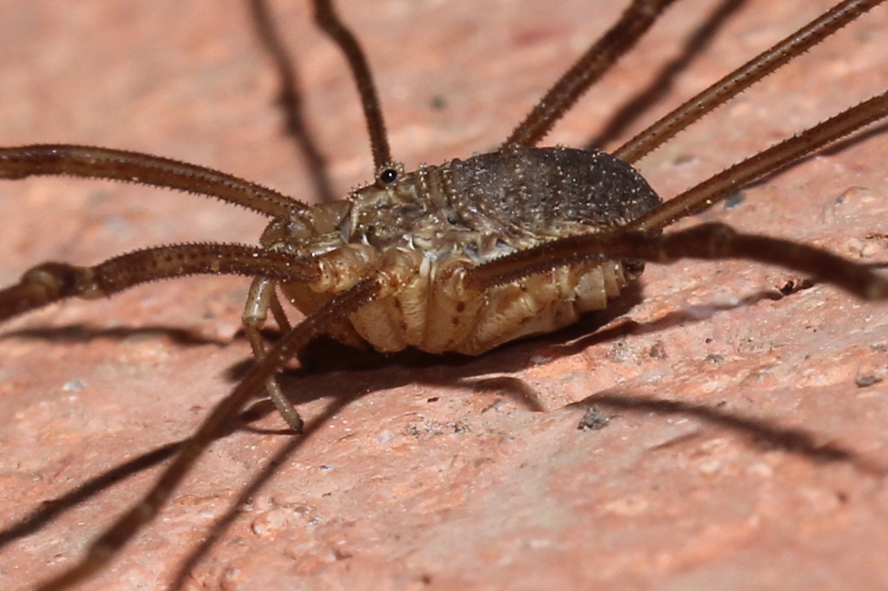 Opilio parietinus (De Geer, 1778) (mâle)