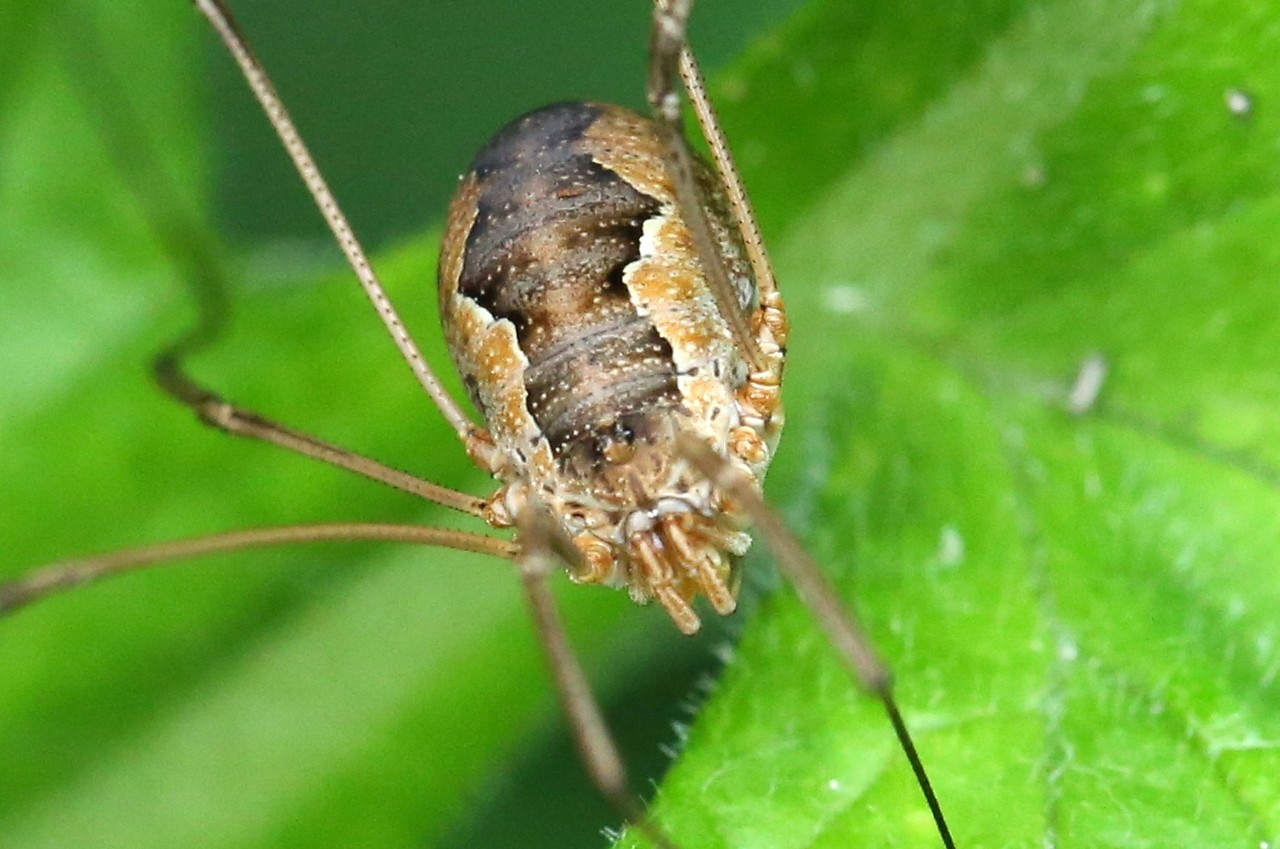 Phalangium opilio Linnaeus, 1758 - Faucheux urnigère (femelle) 