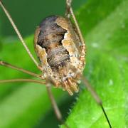 Phalangium opilio Linnaeus, 1758 - Faucheux urnigère (femelle) 