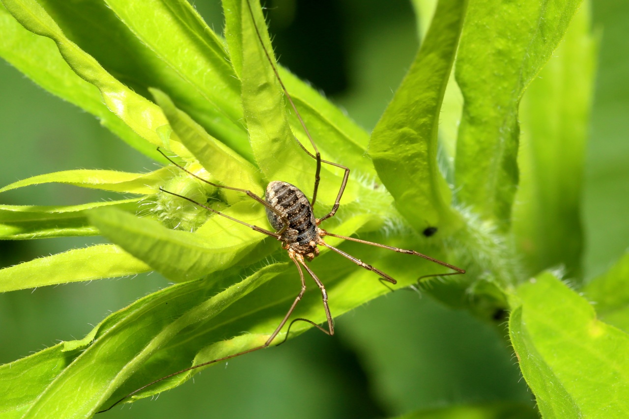 Phalangium opilio Linnaeus, 1758 - Faucheux urnigère (femelle)