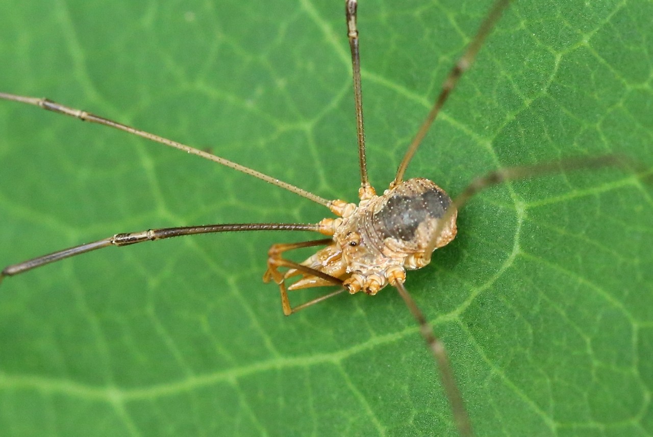 Phalangium opilio Linnaeus, 1758 - Faucheux urnigère (mâle)